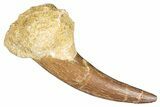 Fossil Plesiosaur (Zarafasaura) Tooth - Morocco #287157-1